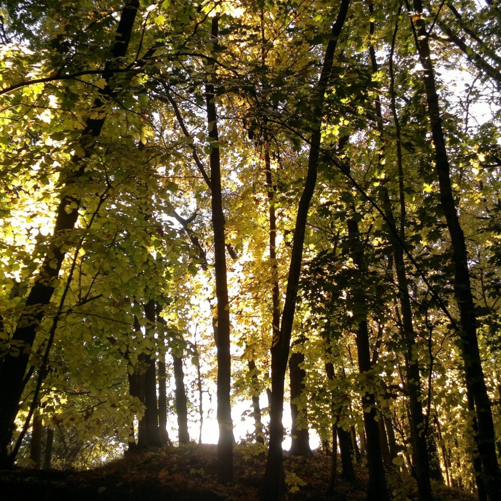 Tastbox Module Silke Grieß