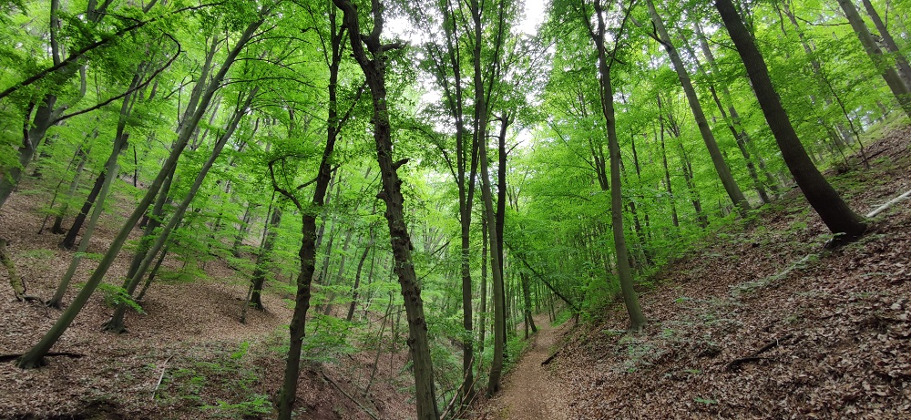 Cossebaude Berghänge