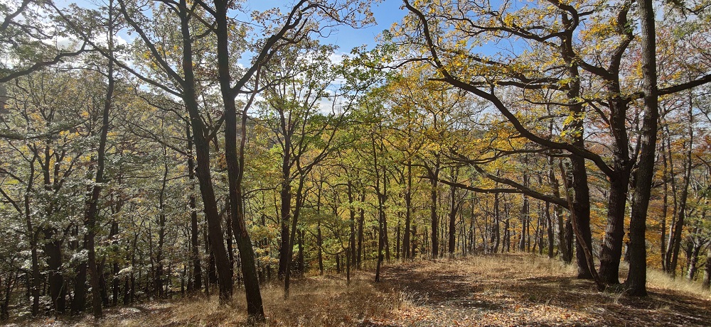 Cossebaude Berghänge