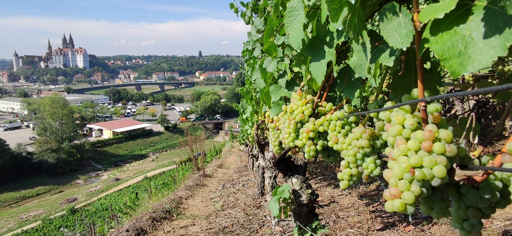 Blick auf die Burg Meißen