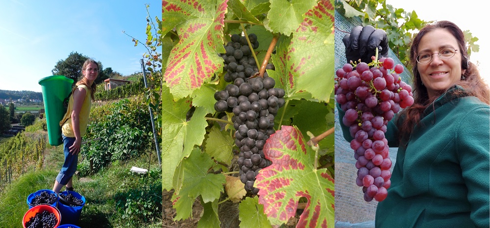 Buchung Ferienwohnung Silke Grieß