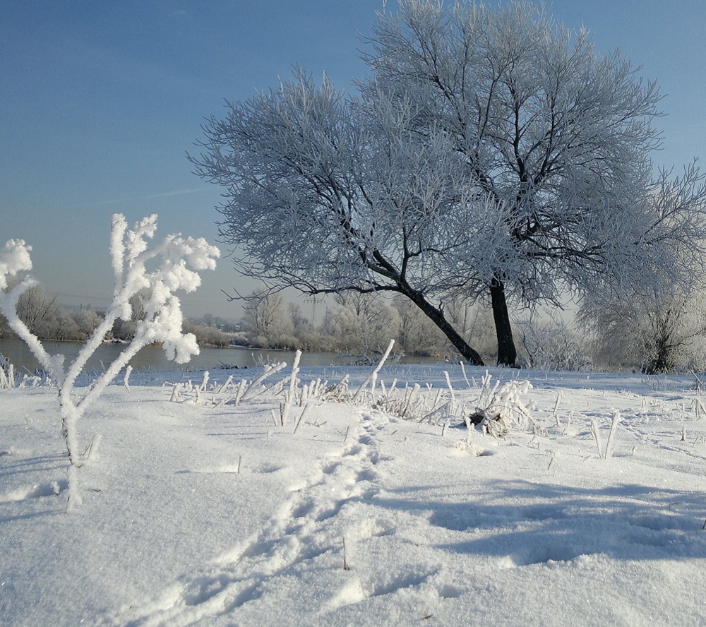 Eiselbe Silke Griess